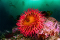  Rose AnemonePuget Sound WA U.S.A. USA  